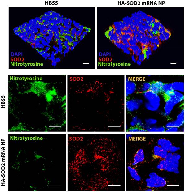 Theranostics Image