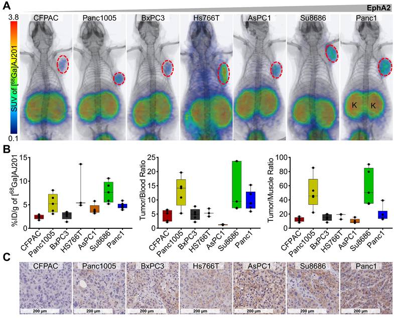Theranostics Image