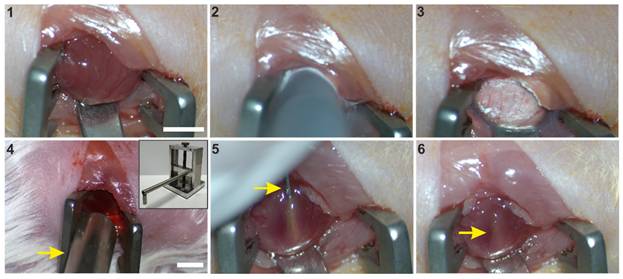 Theranostics Image