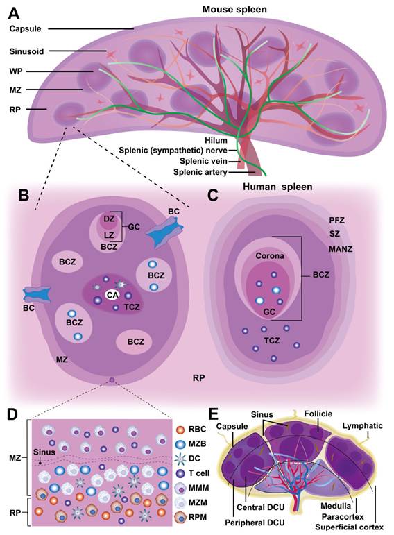 Theranostics Image