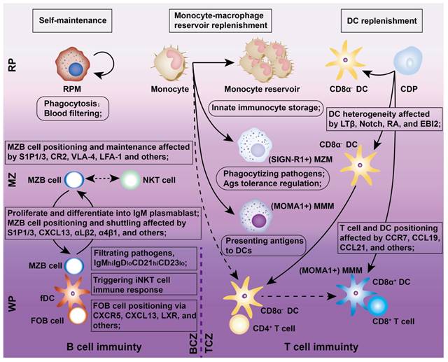 Theranostics Image