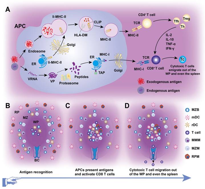 Theranostics Image