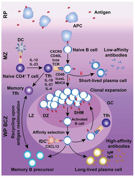 Theranostics Image