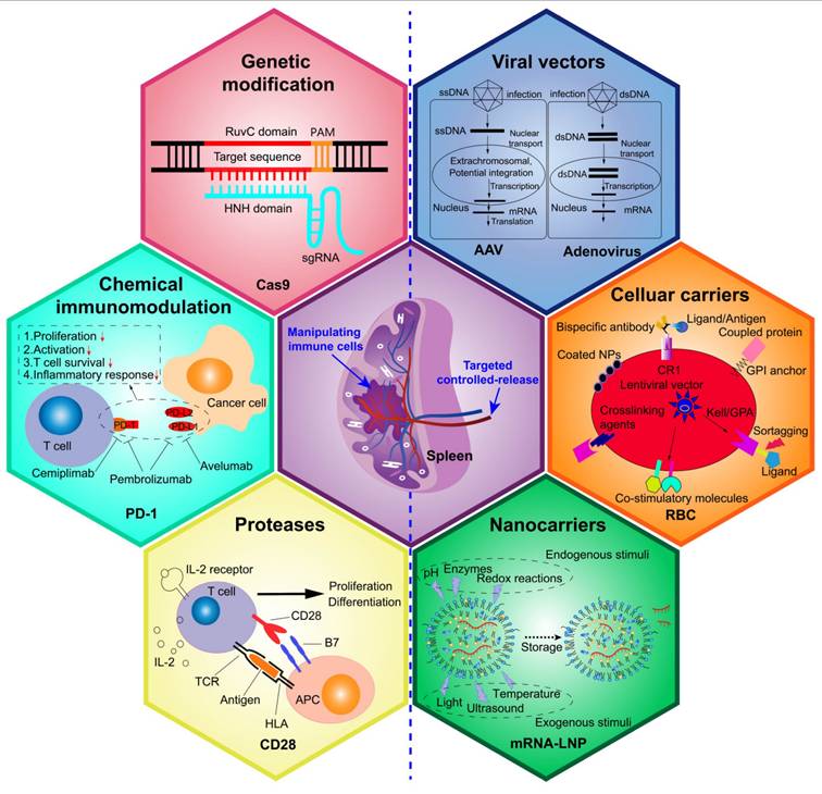 Theranostics Image