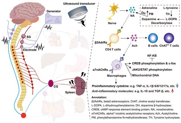Theranostics Image