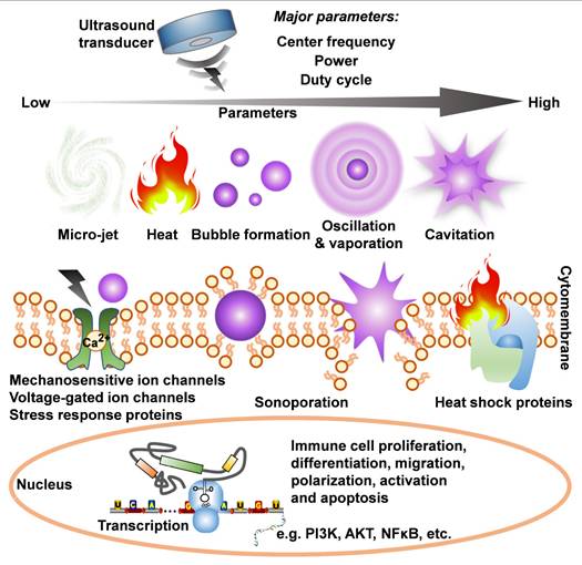 Theranostics Image