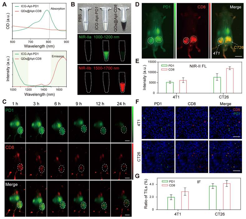Theranostics Image
