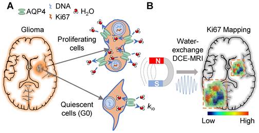 Theranostics Image