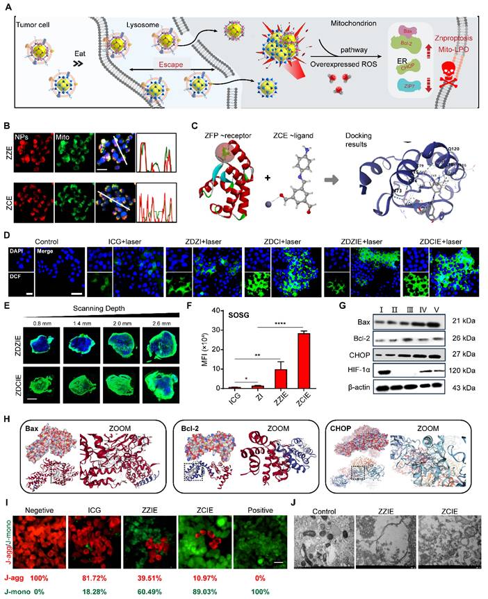 Theranostics Image