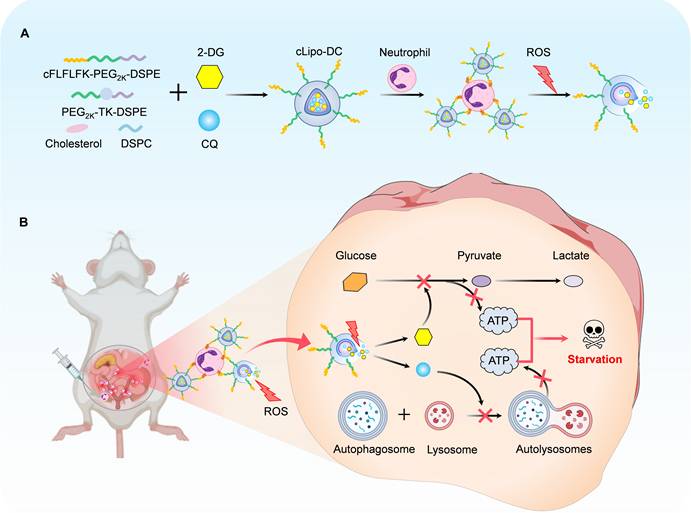 Theranostics Image