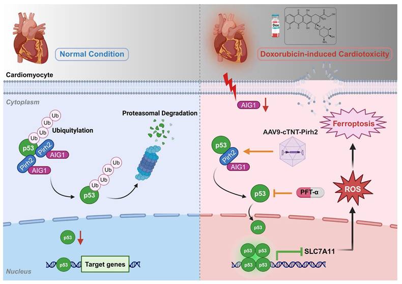 Theranostics Image