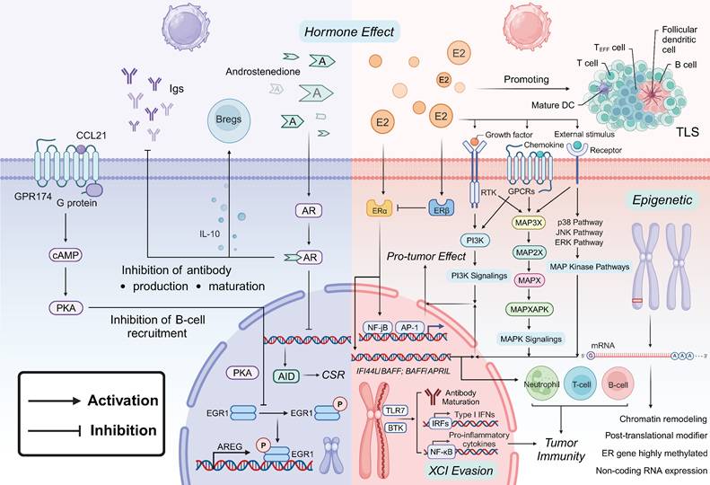 Theranostics Image