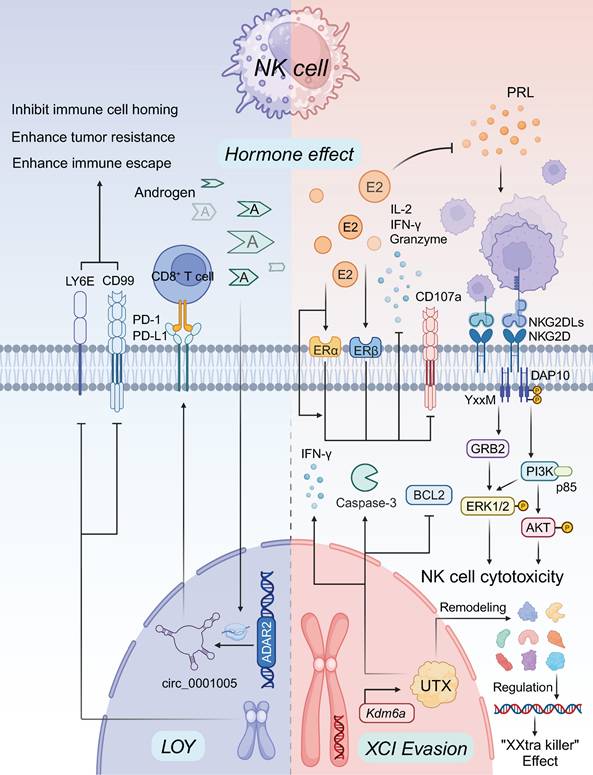 Theranostics Image