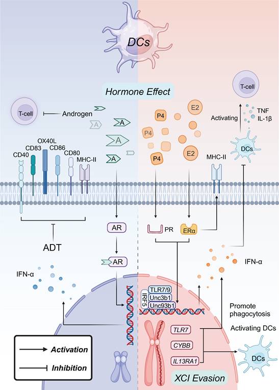 Theranostics Image
