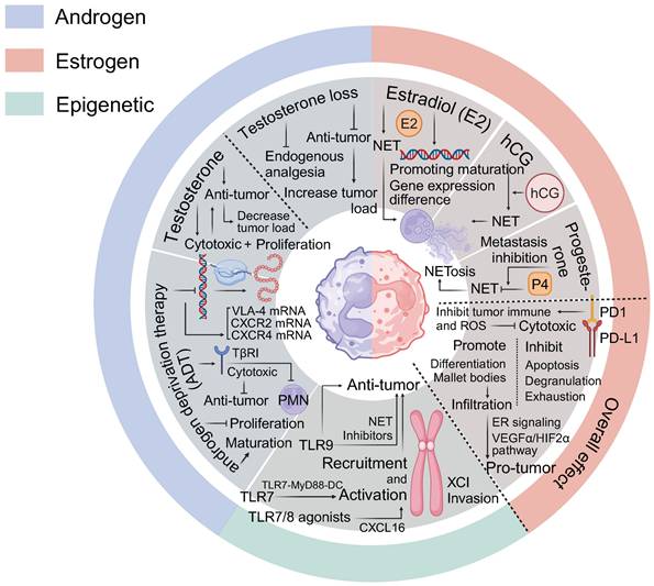 Theranostics Image