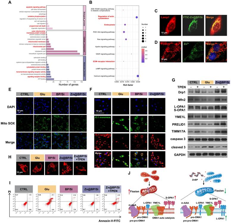 Theranostics Image