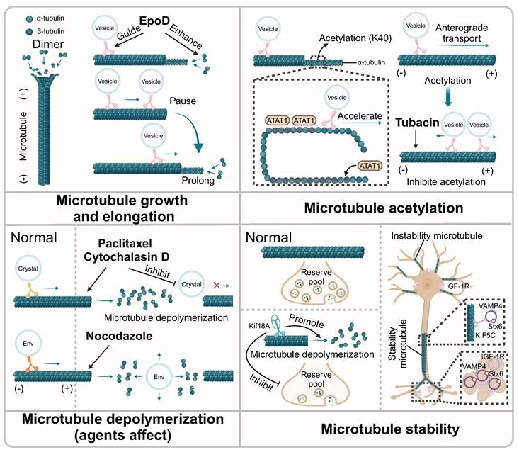 Theranostics Image