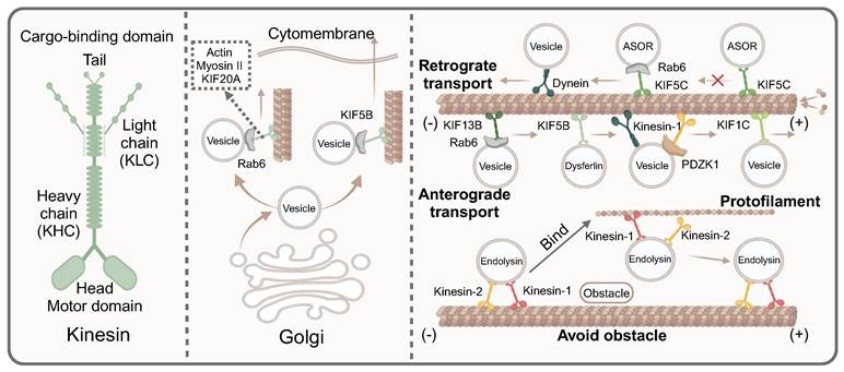Theranostics Image