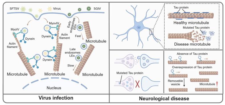Theranostics Image
