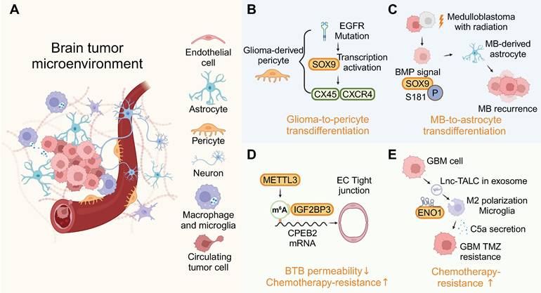 Theranostics Image