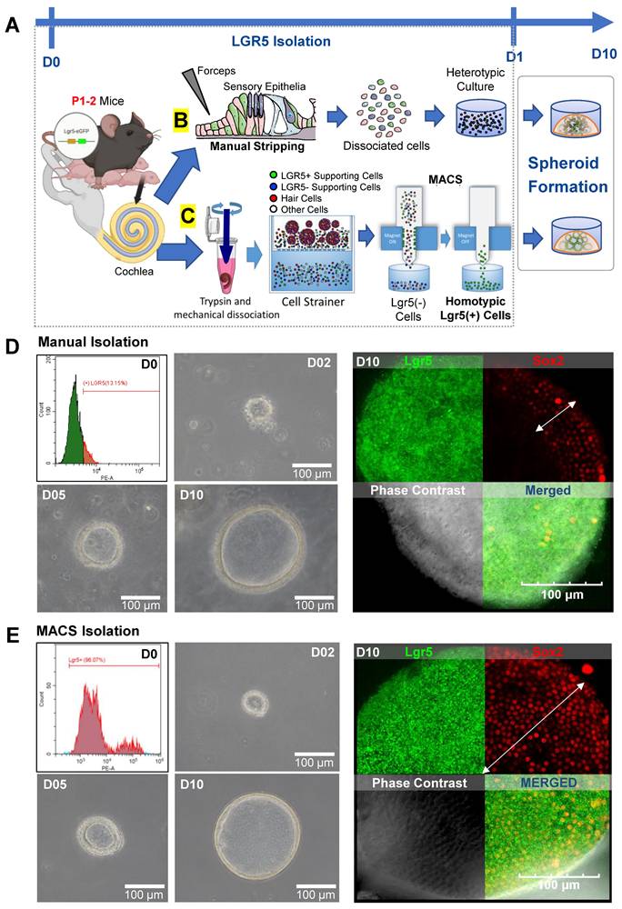 Theranostics Image
