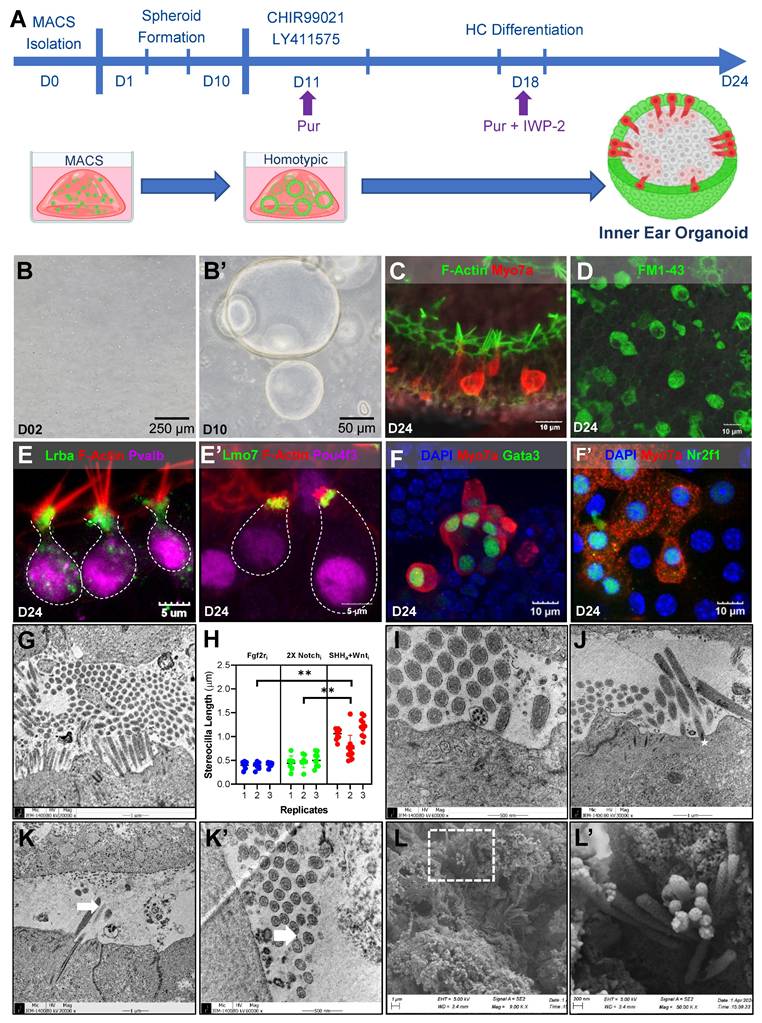 Theranostics Image