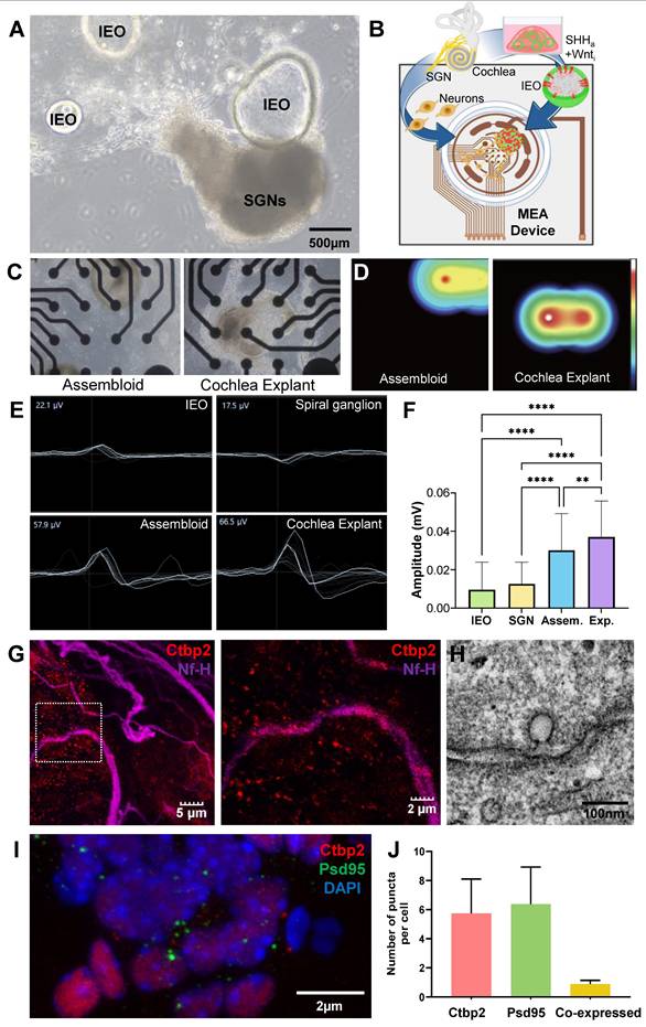 Theranostics Image