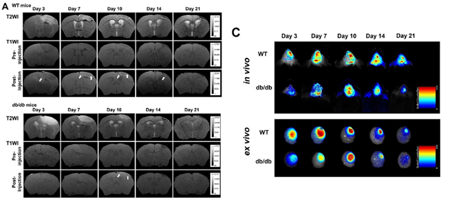Theranostics Image