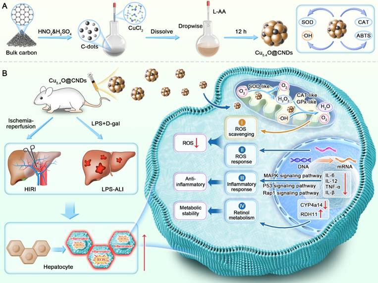 Theranostics Image