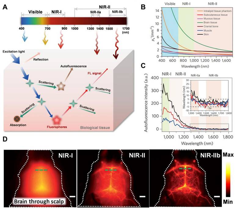 Theranostics Image