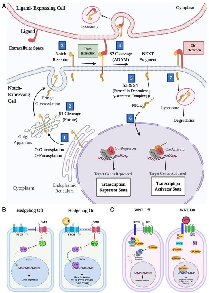 Theranostics Image