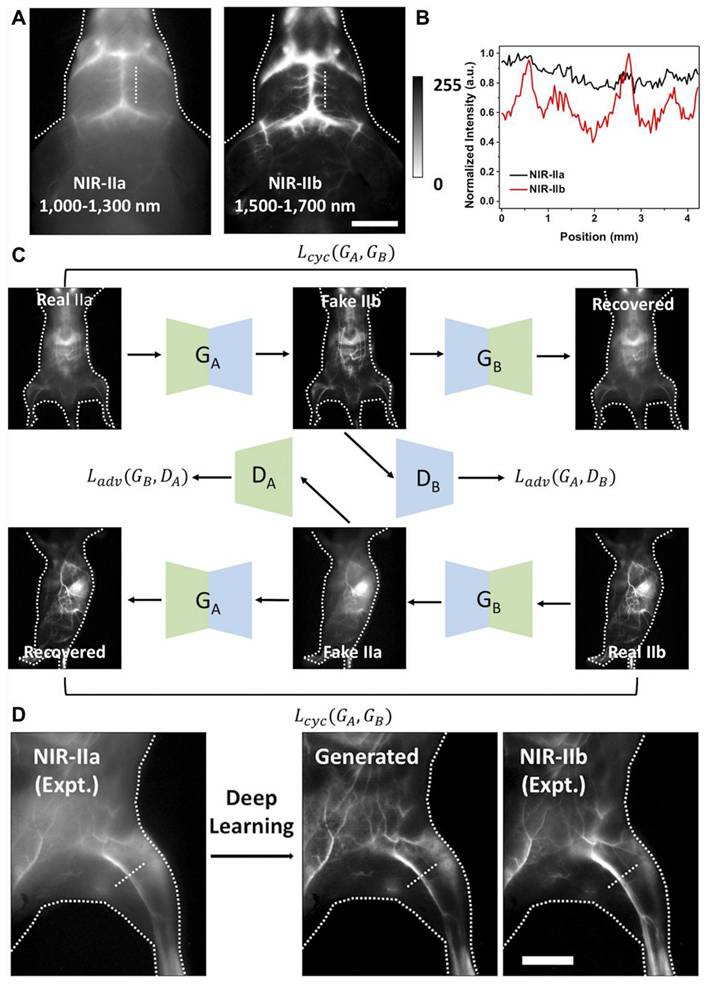 Theranostics Image
