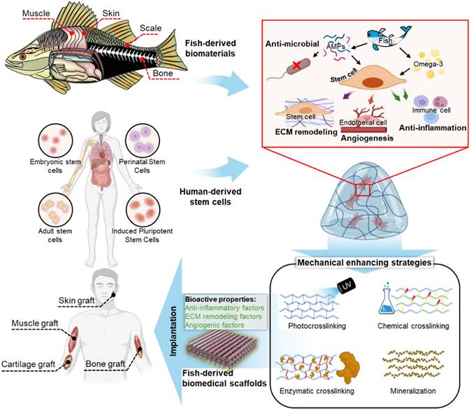 Theranostics Image