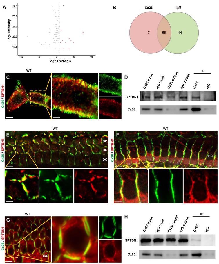 Theranostics Image
