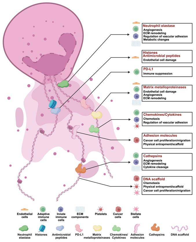 Theranostics Image