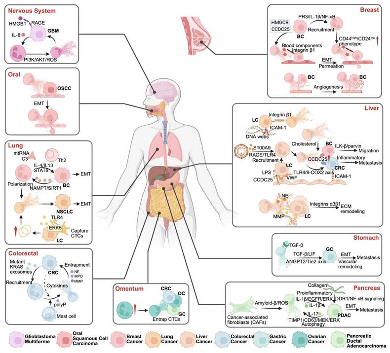 Theranostics Image