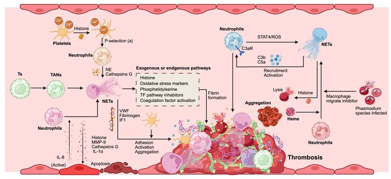 Theranostics Image