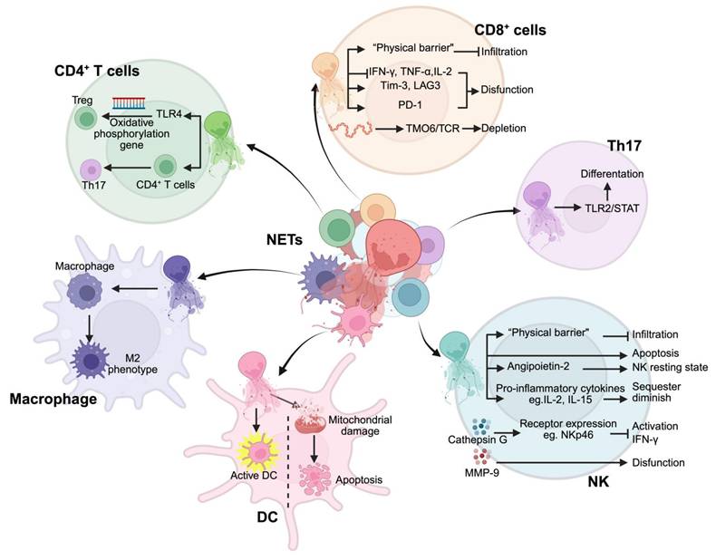 Theranostics Image
