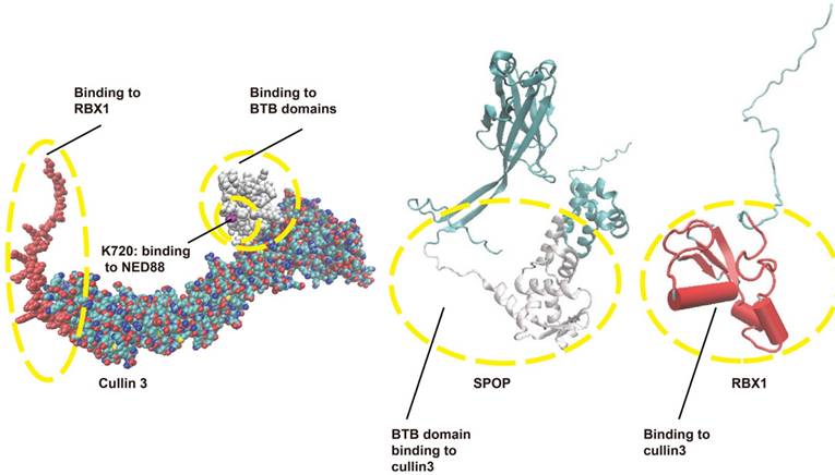Theranostics Image