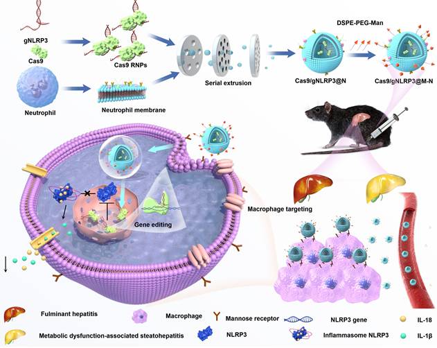 Theranostics Image