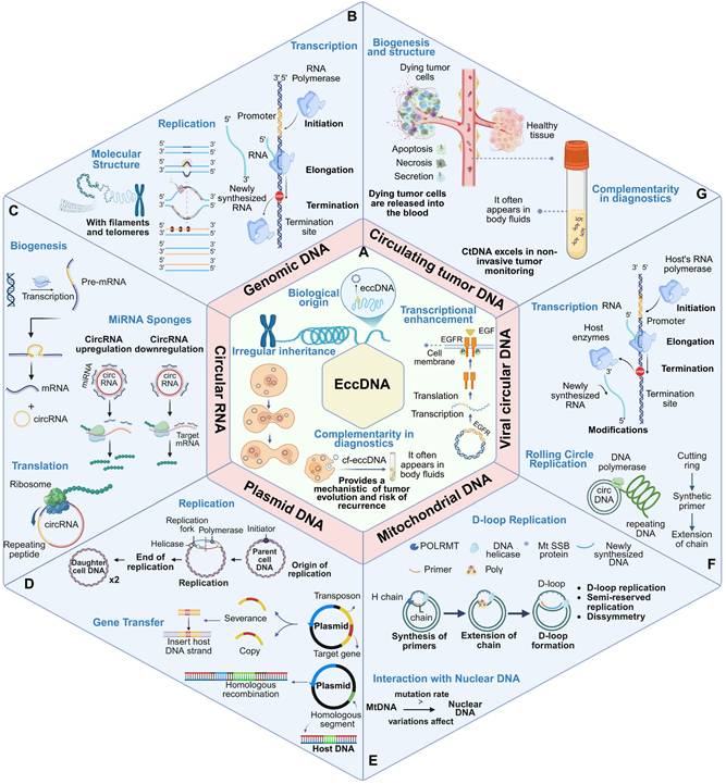 Theranostics Image