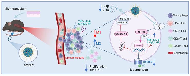 Theranostics Image