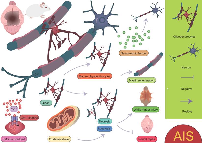 Theranostics Image