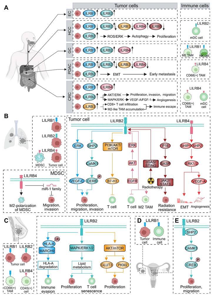 Theranostics Image