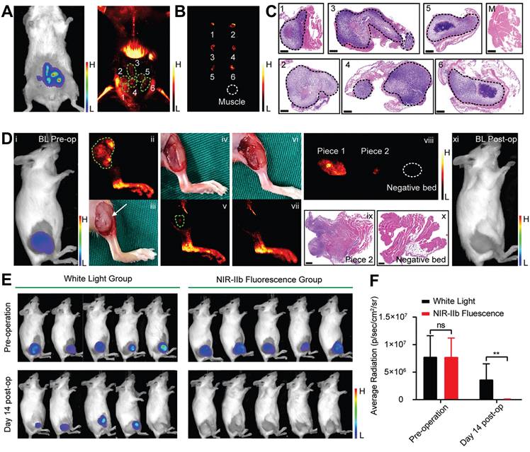 Theranostics Image