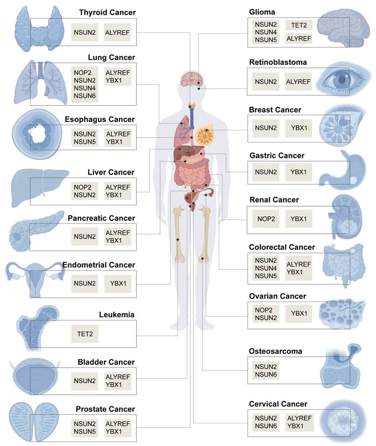 Theranostics Image