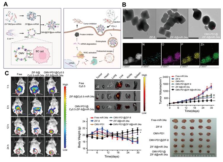 Theranostics Image