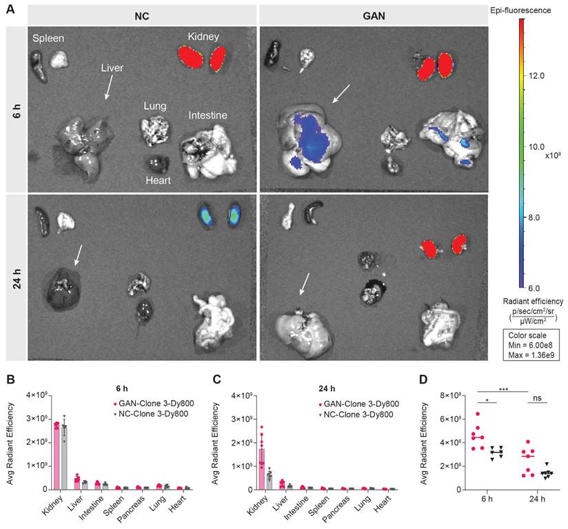 Theranostics Image