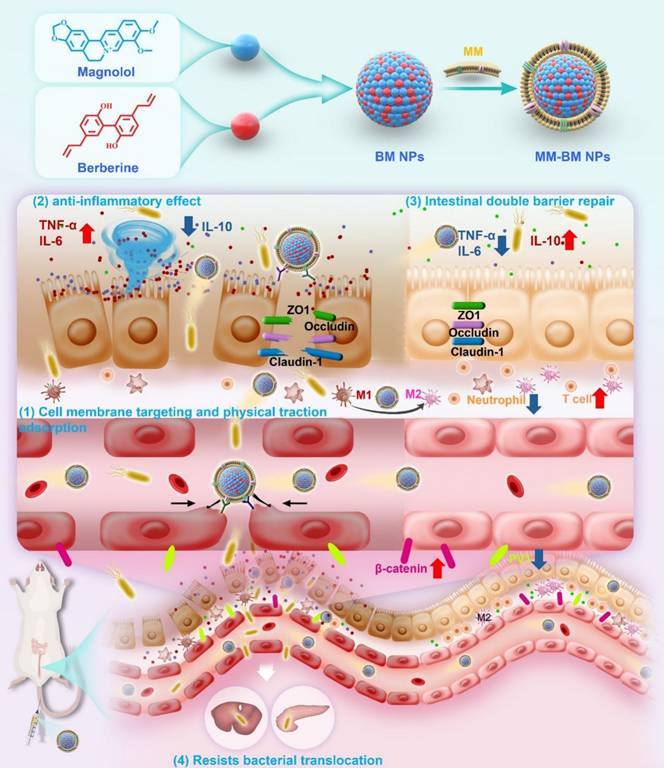Theranostics Image