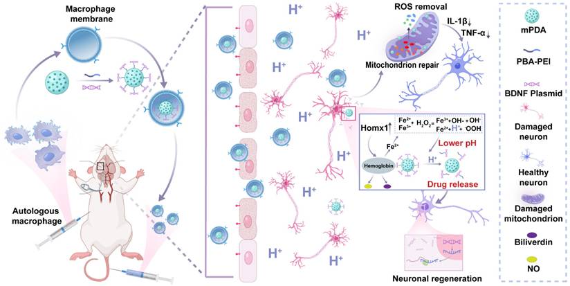 Theranostics Image